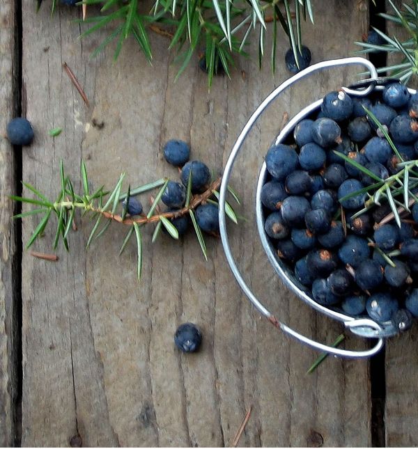 Na mjesta do kojih ne mogu prodrijeti ni antibiotici prodire borovica