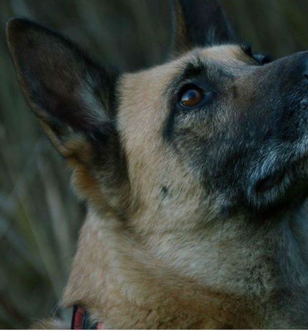 Belgijska ovčarka Zumba traži dom