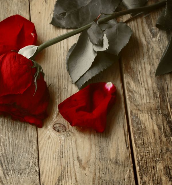 Slovački pjesnik Andrej Sladkovič u pjesmi 