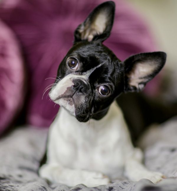 Znate li zašto biste se uvijek trebali nasmijati psu?