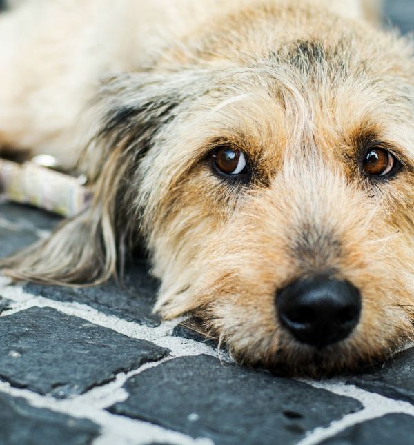 Tijekom jake zime posebno je teško životinjama koje nemaju topli dom
