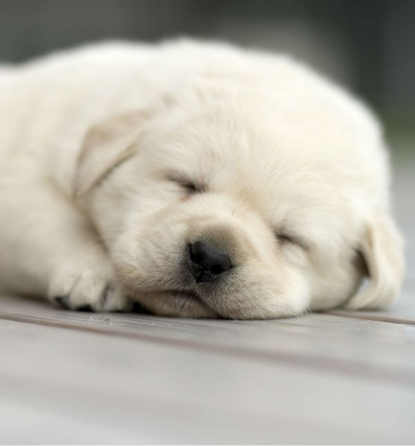 Labrador retriver najpopularniji je obiteljski pas na svijetu