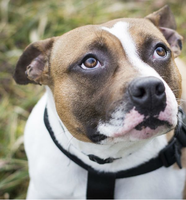 Mladi Badi u skloništu Dumovec čeka svoj novi dom