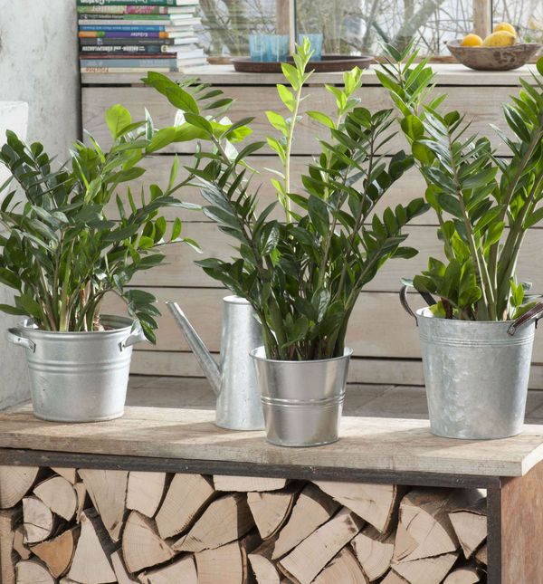 Zamija prema feng shuiju u dom donosi sreću i novac