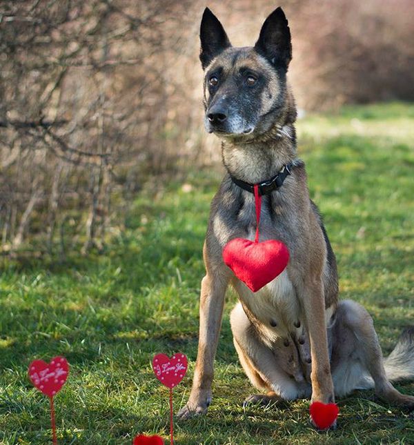 Belgijska ovčarka Alpha iz Dumovca treba pomoć