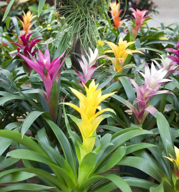 Bromelia