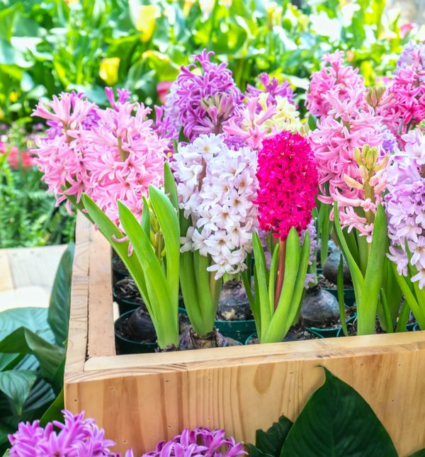 Slatkastim mirisom i neodoljivim nijansama boja zumbuli osvajaju svakog zaljubljenika u biljke