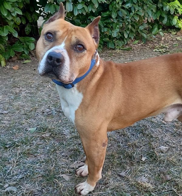 Građani će u Dumovcu moći upoznati pse i mačke koji tamo čekaju svoje ljude