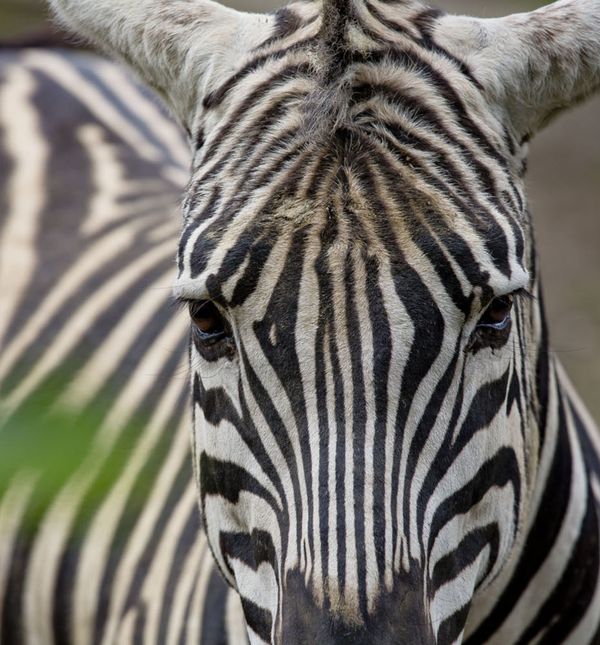 Tijekom školskih praznika u Zoološkom vrtu Grada Zagreba održava se Zoo avantura