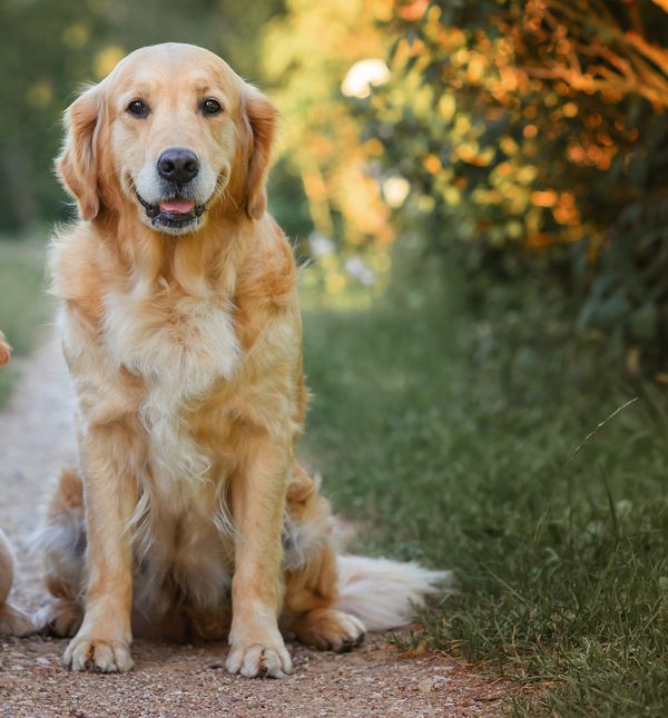 Pas treba dobiti dom kakav i zaslužuje