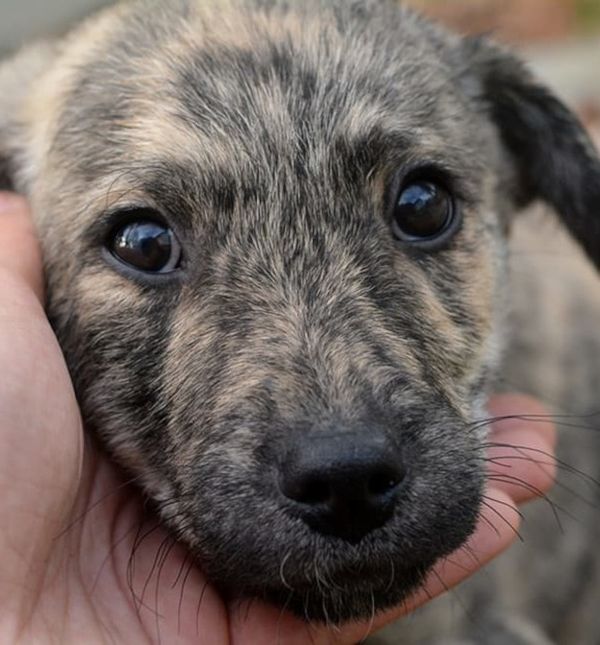 Psić Pepo čeka svoj dom