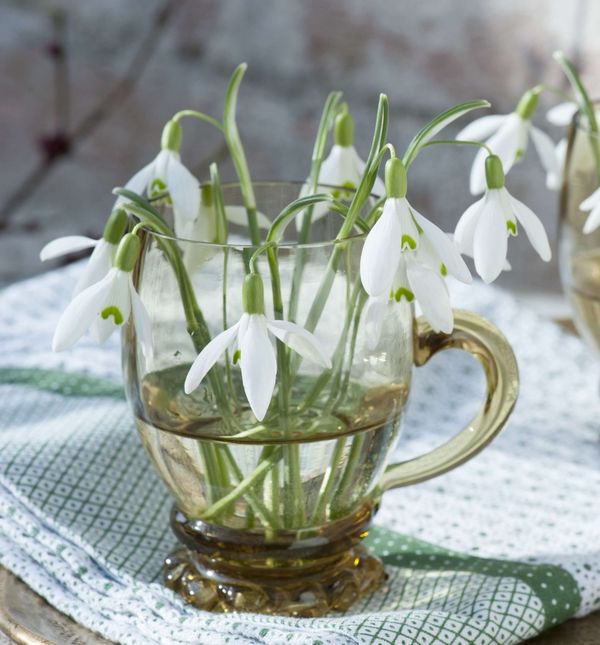 Visibabe ne bismo trebali brati u šumi, već nabaviti lukovice i posaditi ih z svom vrtu