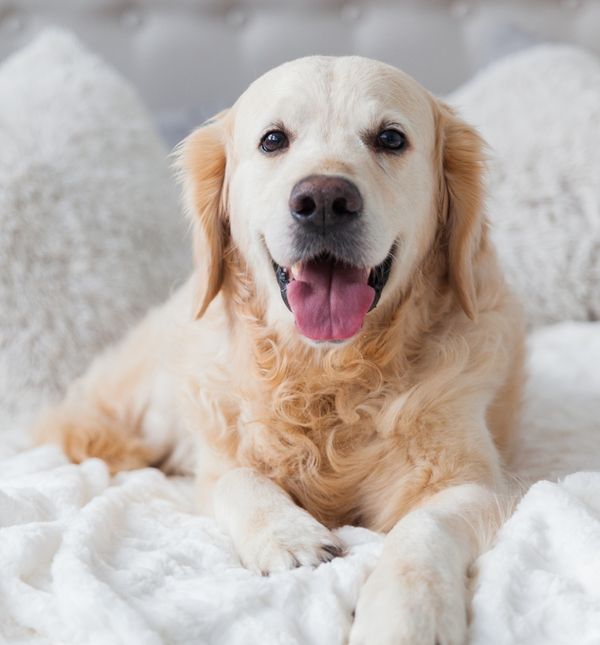 Zlatni retriver jedna je od najpoželjnijih obiteljskih pasmina