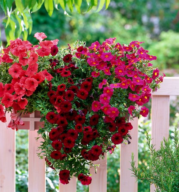 Surfinija će biti zvijezda vašeg balkona