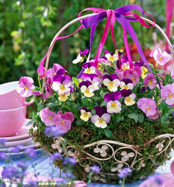 Rogata ljubica izdržljiva je i iznimno dekorativna