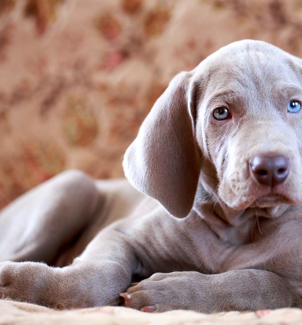 Štene vajmarskog ptičara