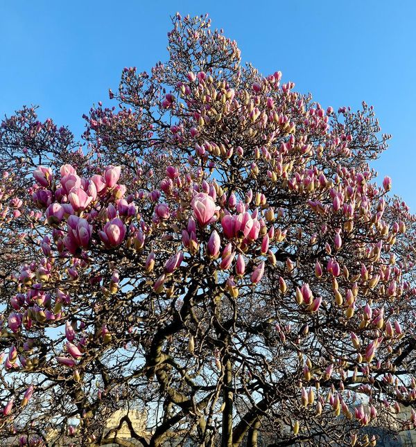 Magnolija sa zagrebačkog Tomislavca već je procvjetala