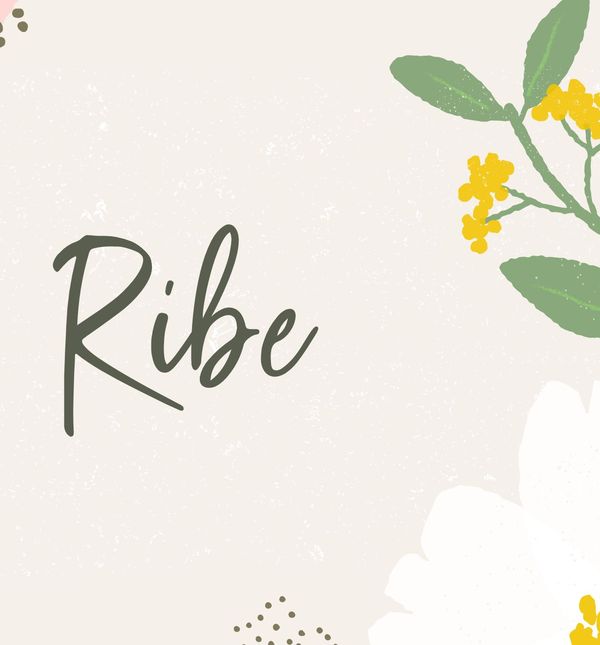 Ribe