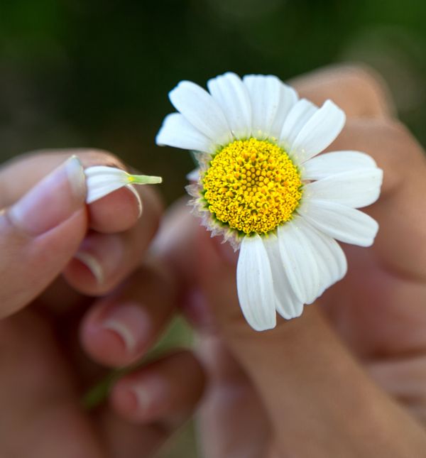 'Voli me, ne voli me'