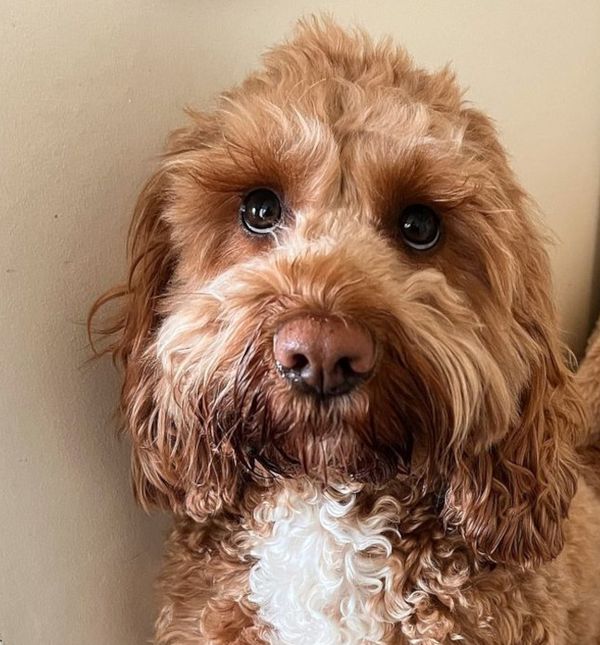 Cockapoo Treacle zvijezda je Instagrama