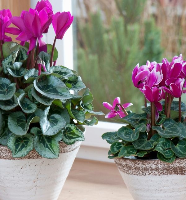 Ciklama zimi pokazuje svoje najljepše ruho