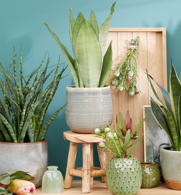 Različite vrste biljke svekrvin jezik