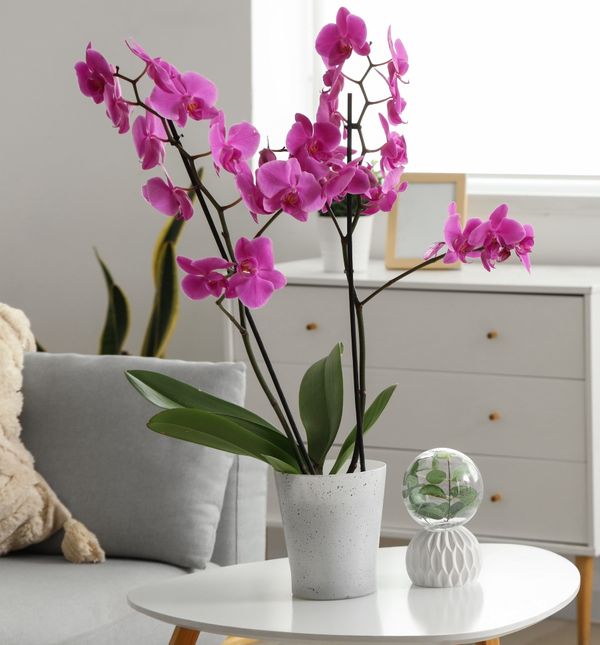 Ako orhideja cvjeta barem jednom godišnje, znači da joj odgovaraju uvjeti