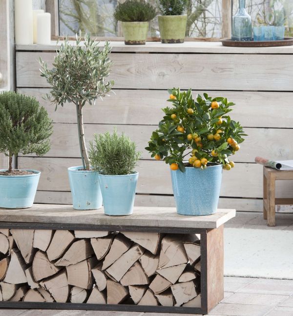 I u zatvorenom prostoru možete uzgojiti drveće