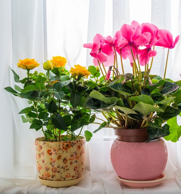 Jedan sastojak iz kuhinje učinit će čuda za vaše cvijeće