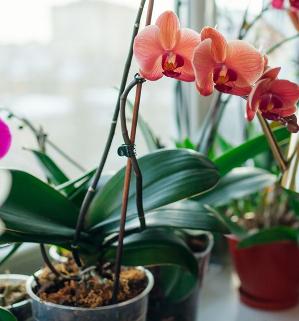 Previše vode nikad nije dobro za biljku