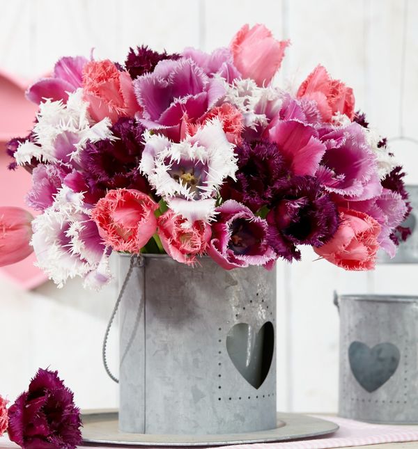 Resasti tulipani su predivan prizor