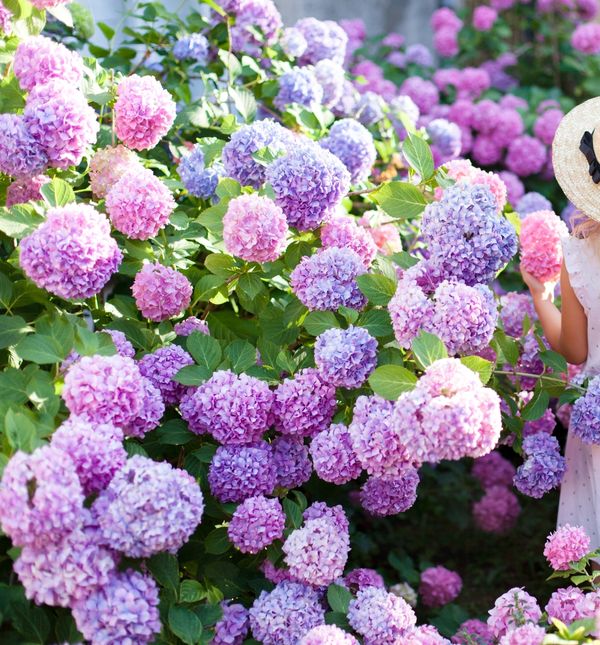 Provjerite koji ste cvijet s obzirom na datum rođenja