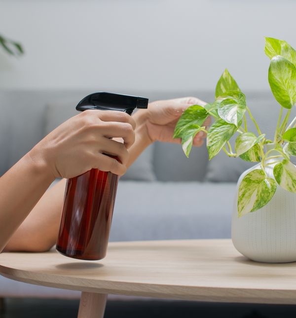 Škrobna voda odlična je za biljke