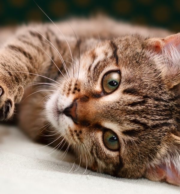 Mačji brkovi jednako su fascinantni kao i same mace