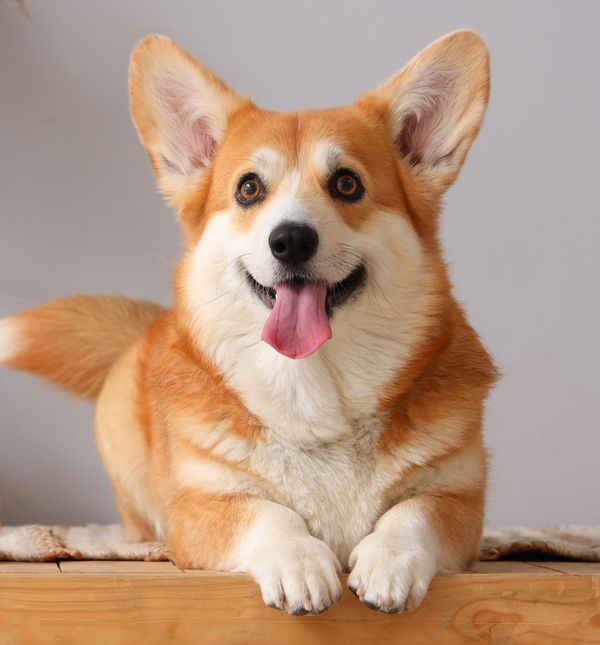 Za pasminu kao što je korgi, poznatoj po veseloj i zaigranoj naravi, nije neobično da se zna zabavljati