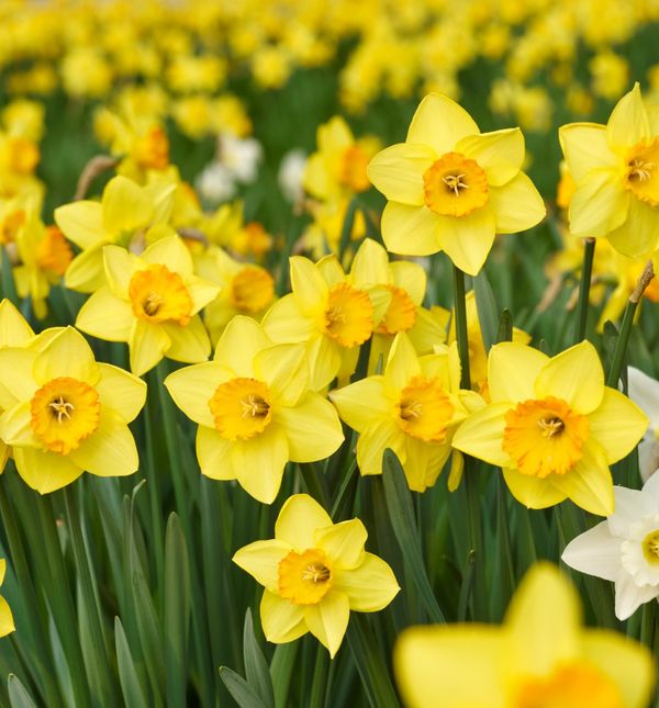 Narcis je nježan cvijet jači i od snijega