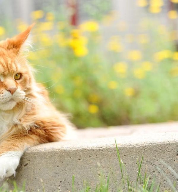 Mačak Finn dugačak je čak 1,3 metra