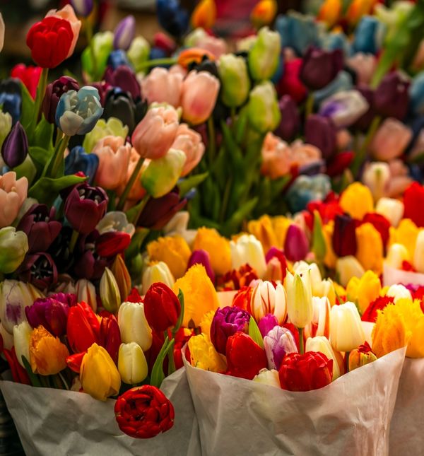 Tulipani nude raskoš boja, ali jednu ste izdvojili kao omiljenu