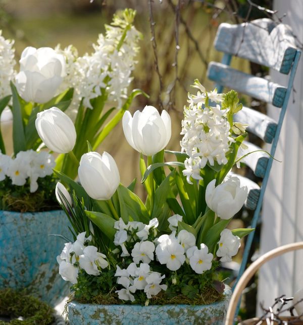 Bijelo cvijeće izgleda posebno elegantno