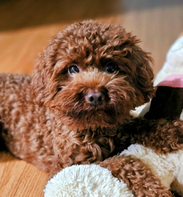 Životni vijek pametnih toy pudla koje je lako trenirati obično traje između 12 i 15 godina