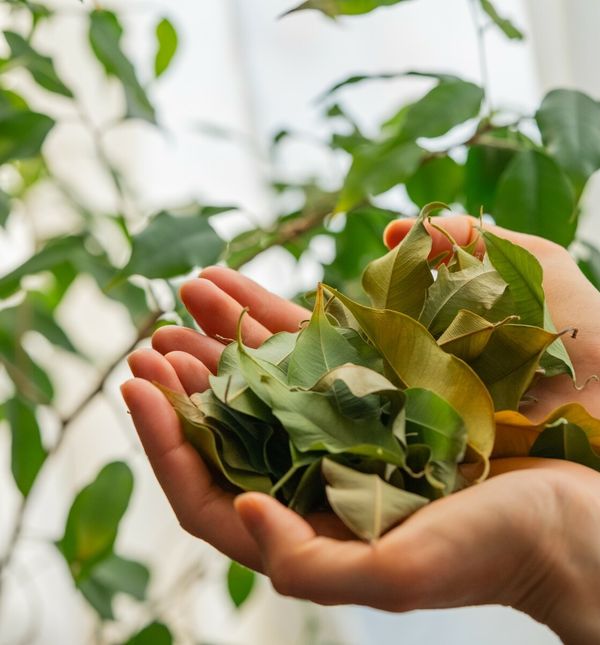 Ako vam je biljka iznenada počela gubiti lišće, ne trebate paničariti