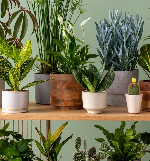Neke će biljke brzo oživjeti vaš dom