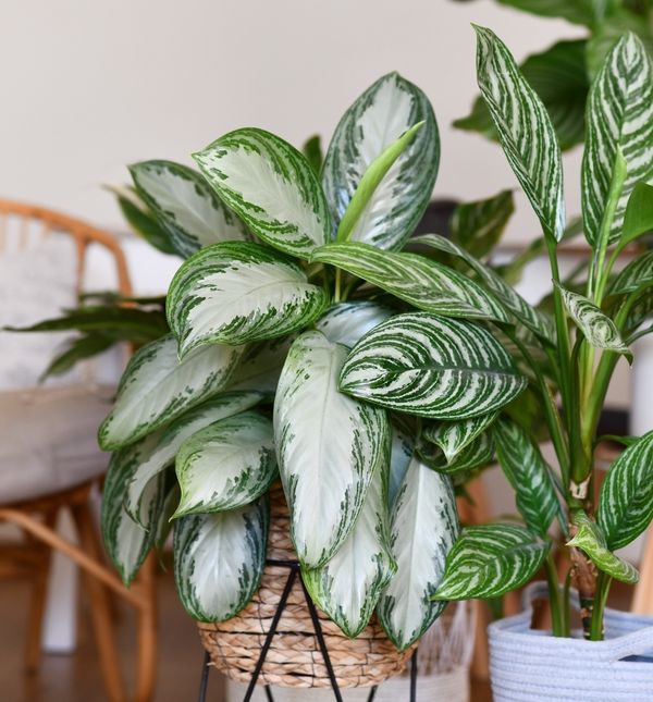 Biljke uspijevaju i uz minimalnu svjetlost