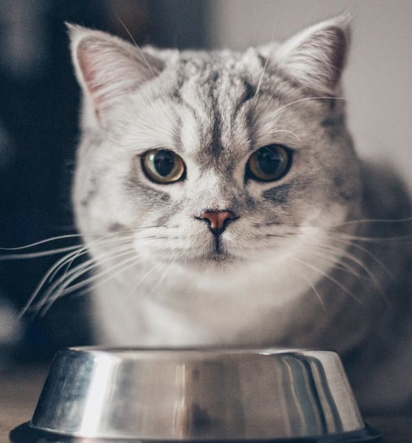 Mačka pored posude s hranom