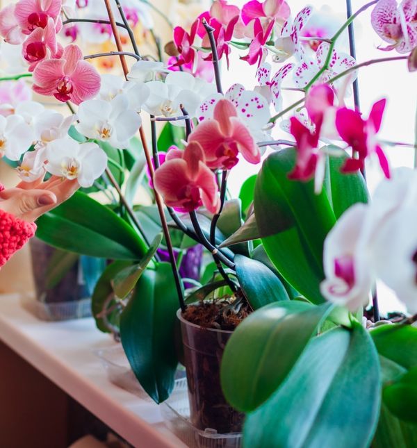 Orhideje