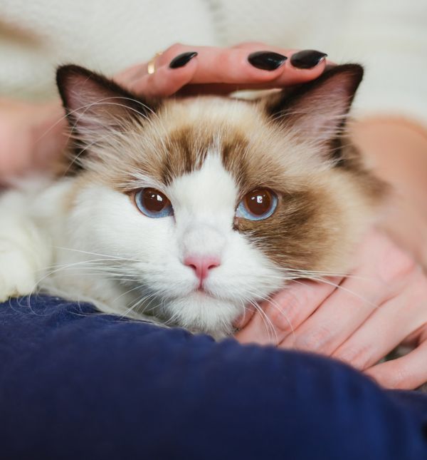 Mačke možda ne nude utjehu riječima, ali njihovi mali, tihi rituali često govore više od svega