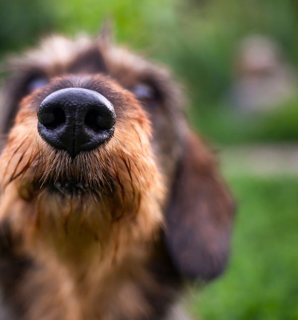 Njuh je psima glavno i najvažnije osjetilo, daleko važnije od vida ili sluha