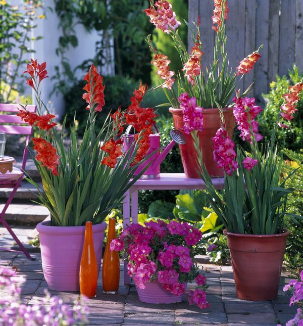 Iako gladiole najčešće viđamo u vrtovima i velikim cvjetnim gredicama, dobra vijest je da ih možete uzgojiti i u tegli