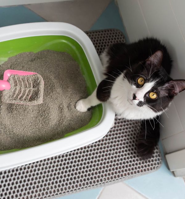 Mačkama nije svejedno gdje stoji njihova posuda s pijeskom