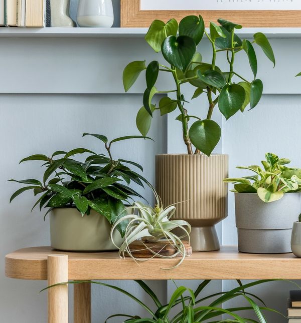 Uz još malo discipline sobne biljke zdrave će dokečati proljeće